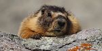 nps marmot2.jpg